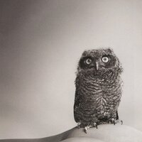 OWLKNIGHTS (@owlknights) Twitter profile photo