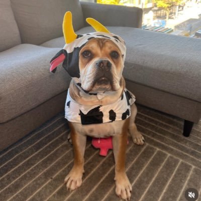 YukuonSolana's profile picture. hi im yuko, the best bull dog mix on Solana Network. DF1WXBJzzrZPpiUu9mfwFrE47AHZDjbfdTJGWGz5pump