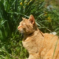 dina 🌾 (@adamswildmind) 's Twitter Profile