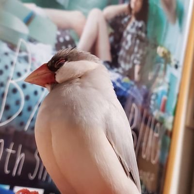 どうじゃん🕊️🚴さんのプロフィール画像