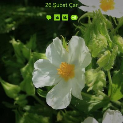 vuslatt02533217's profile picture. 