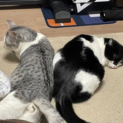 ボーっとすることが好き。 ゴイゴイ来られるとちょっと逃げます。 けどやっは子どもらが笑ってるとほっこりします。 感謝です