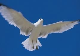 alrafiq123's profile picture. " لا تبنوا أحلامكم على رقةِ حديثٍ عابر "