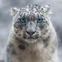 🇹🇷 AlperTunga 🇹🇷 (@ndugangmai3393) 's Twitter Profile