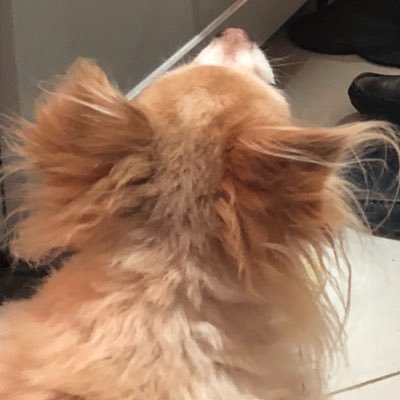 truffletweeter's profile picture. Life w/silly YorkiePoo. Angels Daisy, Cooper, & Charlie, forever in my heart. 🐾 dog lover who bakes bread, choc, art auctions by day, formerly walked a beat.