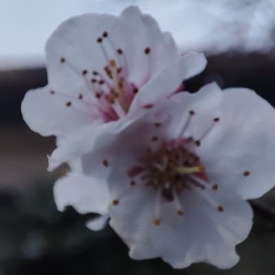 imsoboring123's profile picture. Chill, just pack.