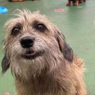 FelipeFenner's profile picture. Professor e Biólogo