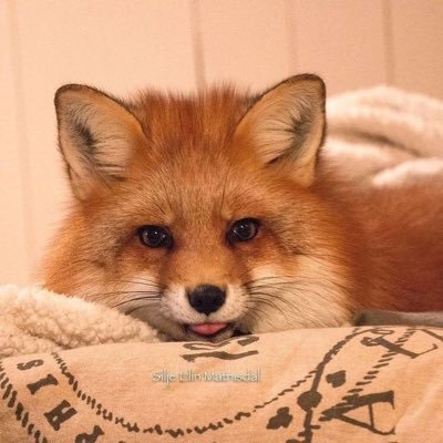 Hi! I’m Ania the SharkFox! I’m ready to ride the waves!