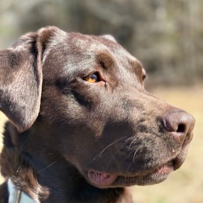 Molyneux2022's profile picture. Lifelong Learner