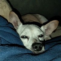 hooty (@hooty67) 's Twitter Profile
