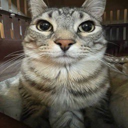 TPNEdeluxe's profile picture. 