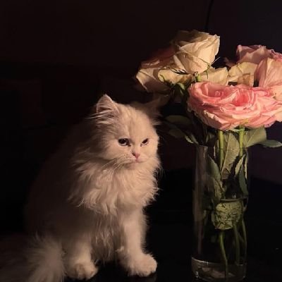 kawsar_D2002's profile picture. لەت لەتم کەن،بمکوژن،هێشتا دەڵێم کوردم ئەمن