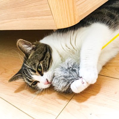 Anzumirin's profile picture. 元は紅茶屋さん。お茶と猫と本と。2025年からまた再開しました。