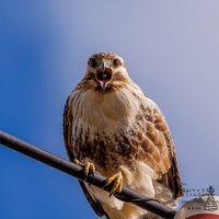 調和する (@gl65703) 's Twitter Profile