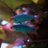 AQUA_Schmeichel's profile image