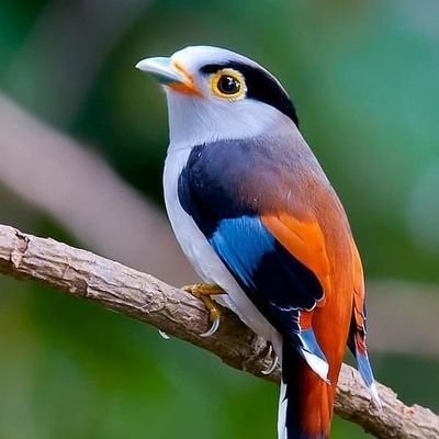 Birdy 🐦 Profile