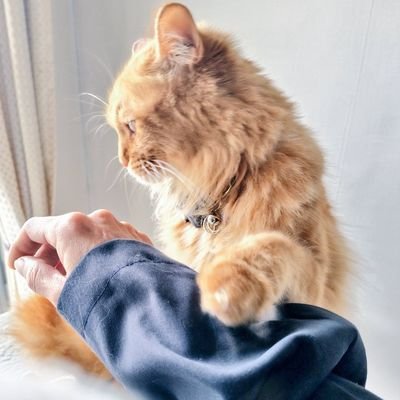 ⛩️🐾化け猫🐾🧶さんのプロフィール画像