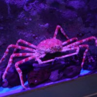 🐥🐥 (@k_k__326) Twitter profile photo