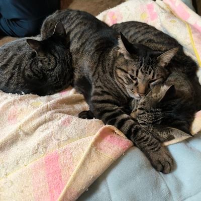kaminome_tom's profile picture. 3匹の猫達が繰り広げるほのぼのな出来事で、猫を飼いたくても飼えない方たちに、癒しのお裾分けを致します。😺
猫のプロフィールは6歳のさばトラ兄妹(ブリ=愛称ぶっちゃん、サバ=愛称チャチャさん)と1歳のキジトラ♀(マグロ=愛称マグちゃん)です。😸
