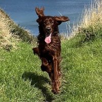 vinnie (@oldc0dger) 's Twitter Profile