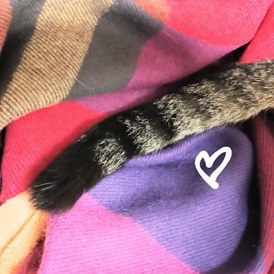 ナガソネ@🐱🌈 空こ10さんのプロフィール画像