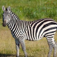 shun (@shun2056649) 's Twitter Profile Photo