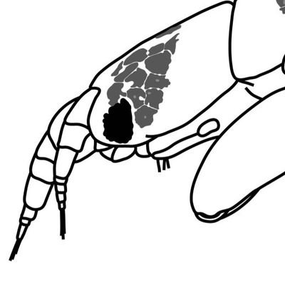 Taxonomist of marine isopods (mainly anthuroids) in Hokkaido University, Japan. 北海道大学でウミナナフシ研究してます!!!! 海産無脊椎・小型甲殻類・ウミナナフシ!