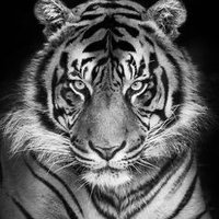 jorgezamora (@jorgezamor9503) Twitter profile photo