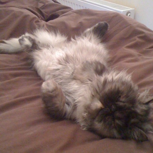 sazzlepants15's profile picture. 