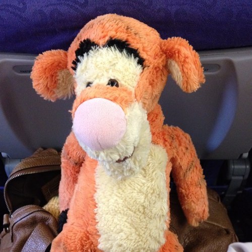 sophieho916's profile picture. 