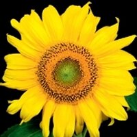 Journal Horticultural Science & Biotechnology (@jhortscib) 's Twitter Profile Photo