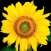 Journal Horticultural Science & Biotechnology (@jhortscib) Twitter profile photo