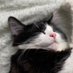 Jasmine Shaw (@mochi_fluffcat) Twitter profile photo Jasmine Shaw (@mochi_fluffcat) Twitter profile photo