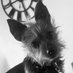 Teddy 🐾 (@scruffywoofer) Twitter profile photo Teddy 🐾 (@scruffywoofer) Twitter profile photo