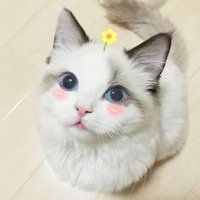 Jackie Owen (@jowen29251) 's Twitter Profile