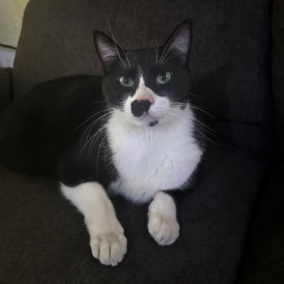 | Streamer de #Fortnite | Amante de los Gatos | Fan #1 de Luis Miguel |