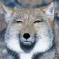 とら (@tigerrr_tora) 's Twitter Profile