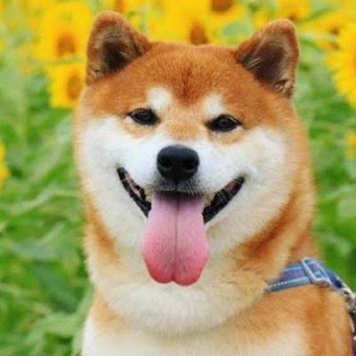 bhujangga1's profile picture. @nexchain_ai