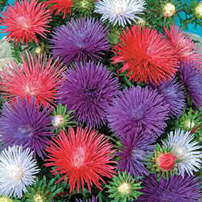 krasnova3's profile picture. рукоделие, кулинария, животные, цветы, дети, дом и семья, блоги, заработок в интернете. Взаимный фолловинг, rufollowback, followback