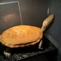 Teto 《亀》 (@turtle_kamesan3) 's Twitter Profile