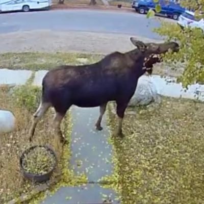 NinaShep9's profile picture. Proud Mont-Okie, Class C, and Airedale mom. Chiefs fans since the ‘80’s b/c #3 went to MSU. GCG! FTG! CHIEFS!!! Boomer! No $ for blue check.