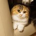 ねこのラテとモカとオレとミル (@latte_no_diary) Twitter profile photo ねこのラテとモカとオレとミル (@latte_no_diary) Twitter profile photo