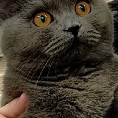 コさんのプロフィール画像
