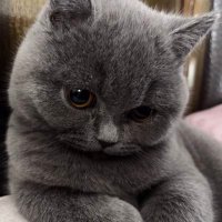 Cc (@mzf16683019761) 's Twitter Profile