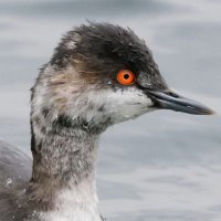 Wildwood Nature Photography (Lee) Ⓥ (@wildwood_photos) 's Twitter Profile Photo Wildwood Nature Photography (Lee) Ⓥ (@wildwood_photos) 's Twitter Profile Photo