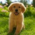 Stray Puppy (@goldenrtriever) Twitter profile photo Stray Puppy (@goldenrtriever) Twitter profile photo
