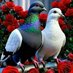 hazara (@hazara9447) Twitter profile photo hazara (@hazara9447) Twitter profile photo