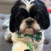 PattyDandthearrogantshitzu (@scotsirishrose) 's Twitter Profile