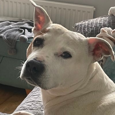 Trottersmum's profile picture. New account because Elon said I was a bot. I’m a rescue Staffy living my best life. Between me & Mum we love Villa, barking, Daddy and food . #avfc #dogs