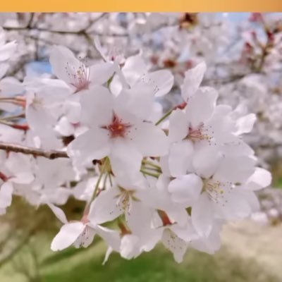 今の日本を不安に思っていますが、政府に意見を出し続けています。それで少しでも良くなればという思いです。 日本人の素晴らしさを、壊されたくありません。
